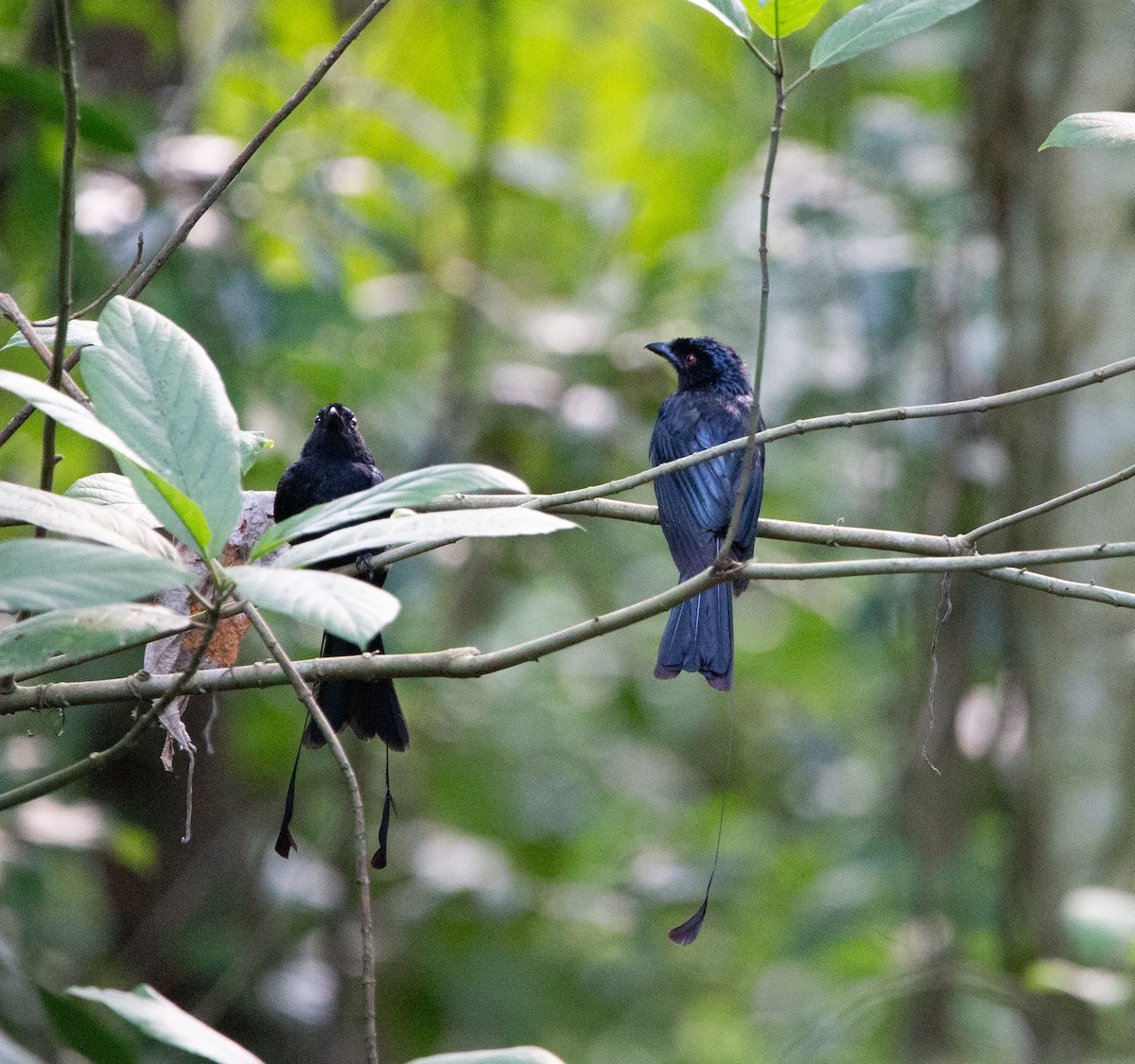 Greater Racket-tailed Drongo - ML462806371