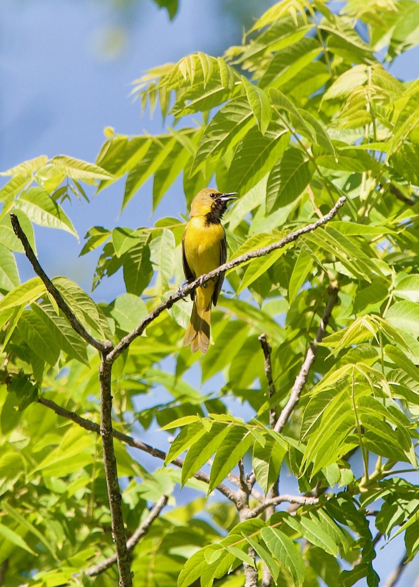 Orchard Oriole - ML462809891