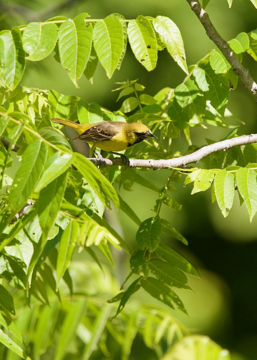Orchard Oriole - ML462809901