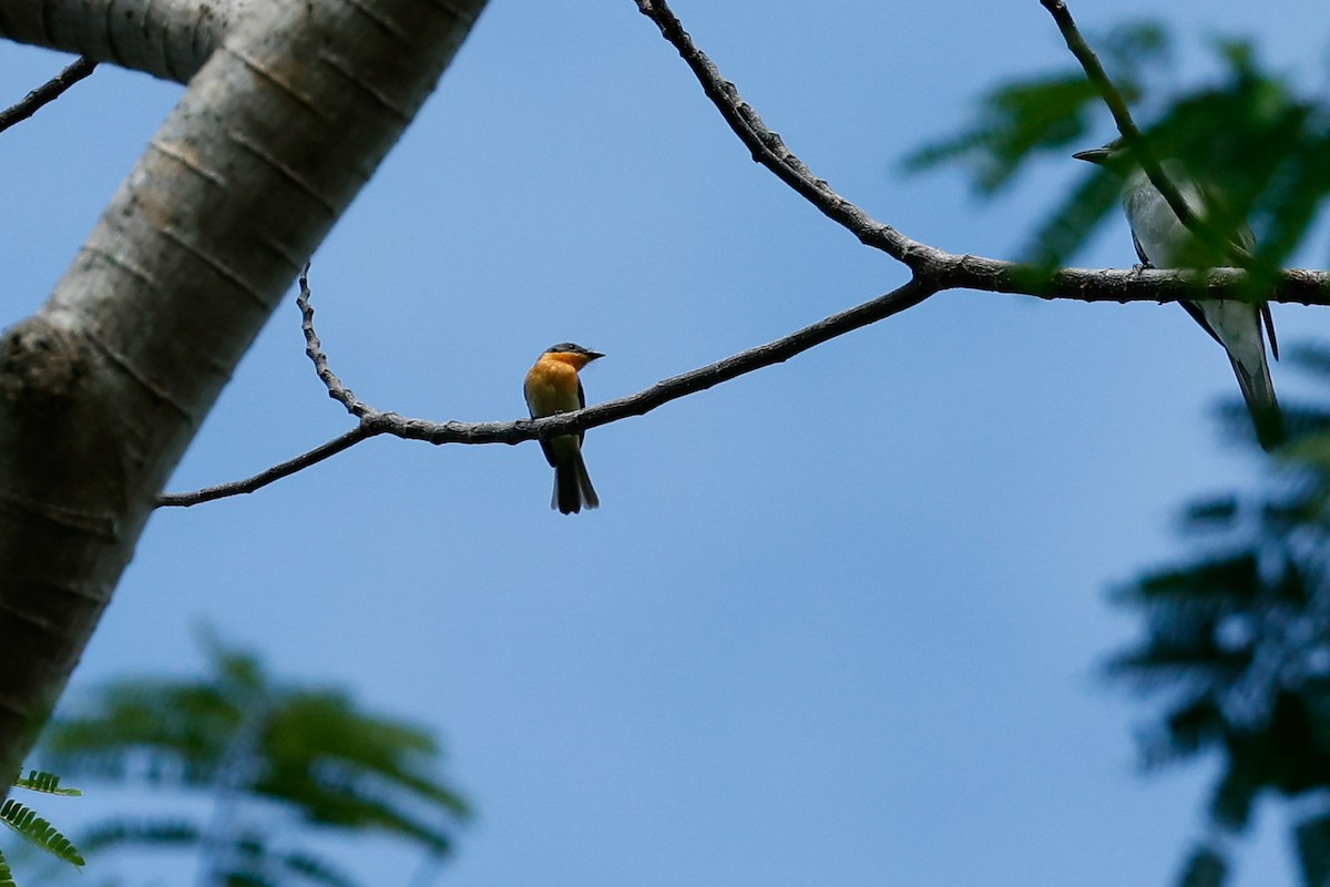 Spectacled Monarch (Halmahera) - ML462816601
