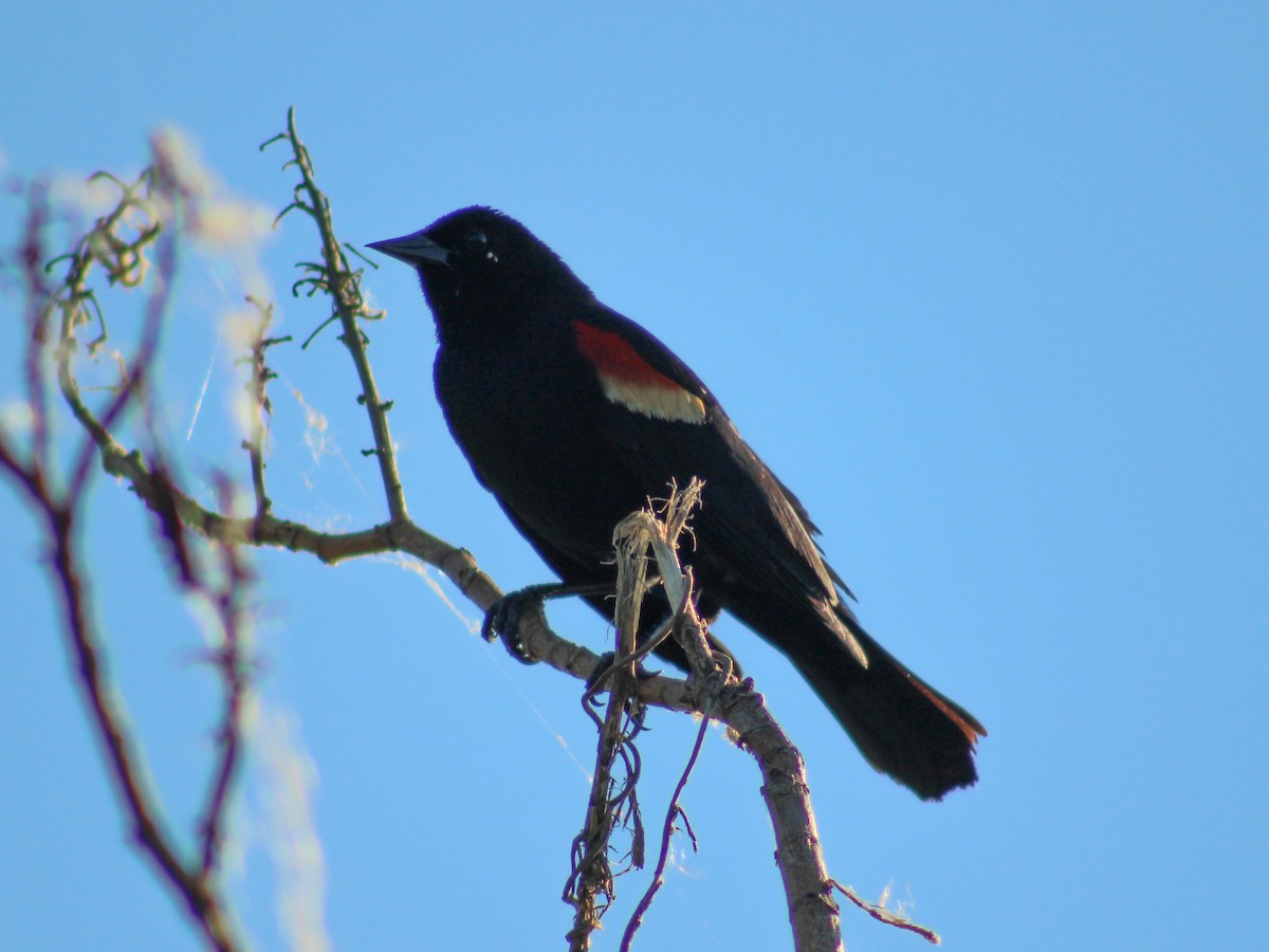 Red-winged Blackbird - ML462818941