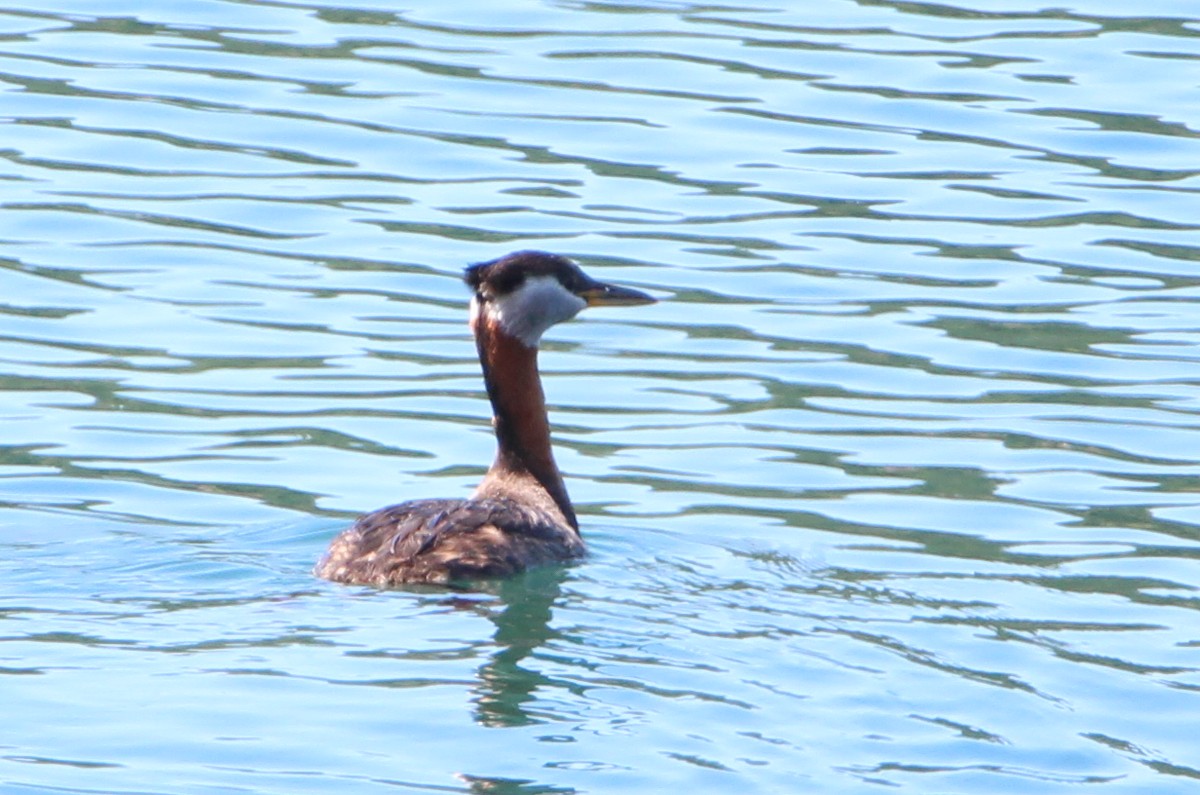 Red-necked Grebe - ML462824421