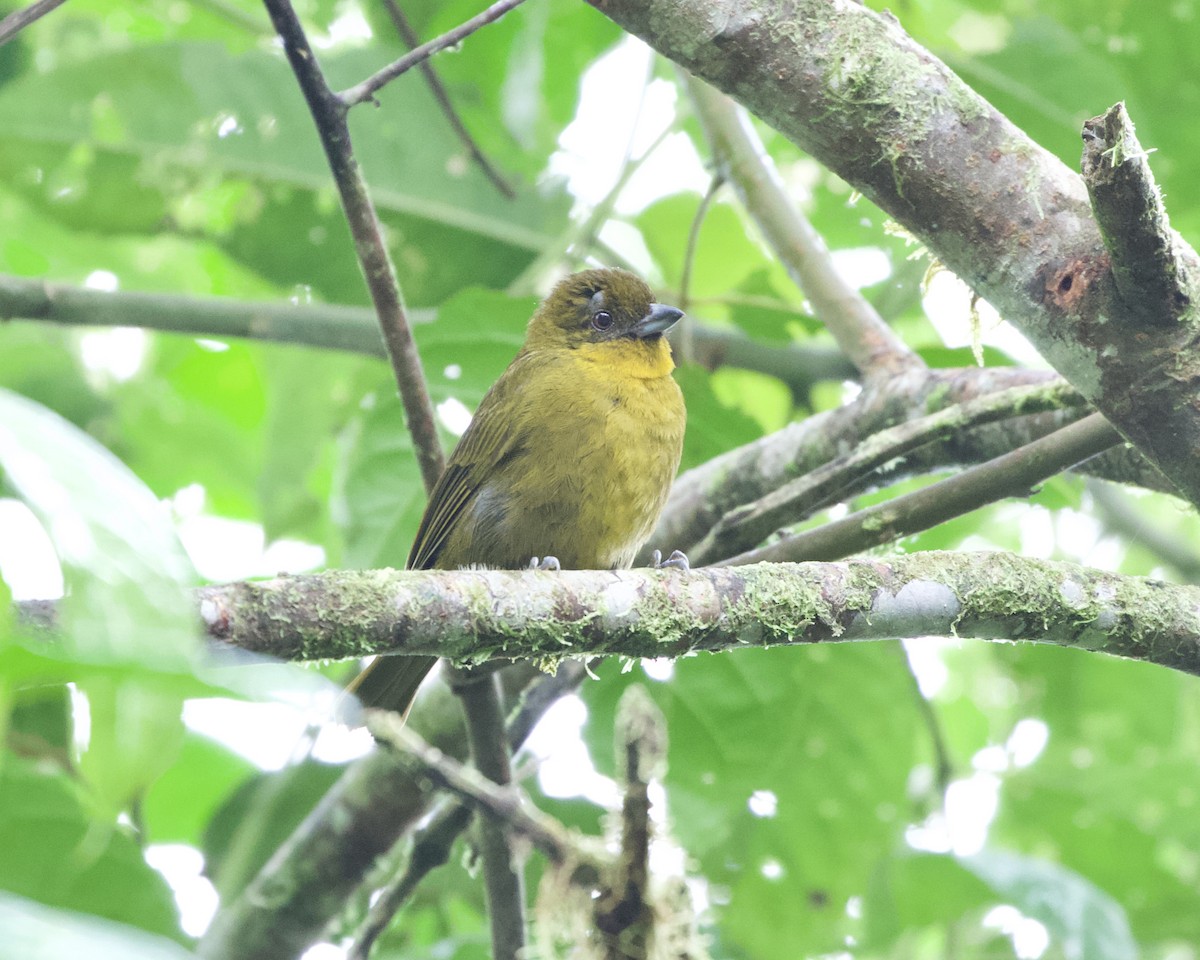 Yellow-green Tanager - ML462824451