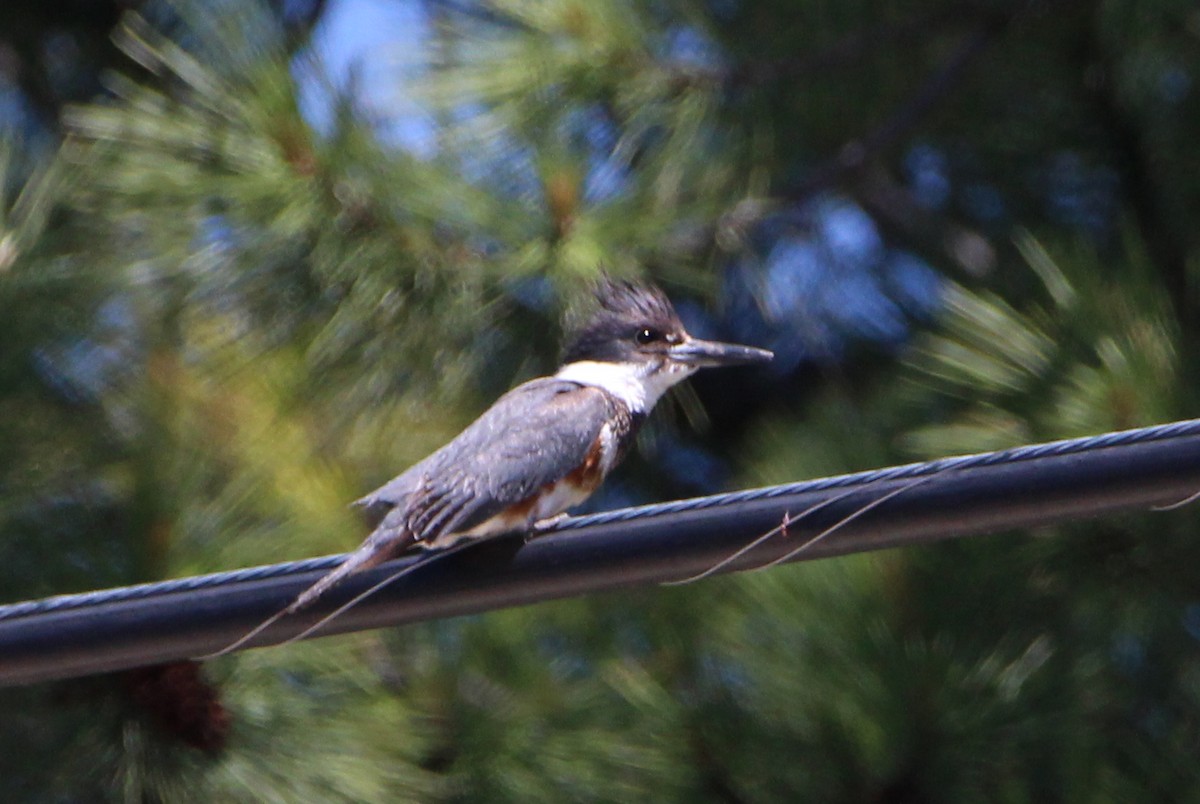 Belted Kingfisher - ML462824571