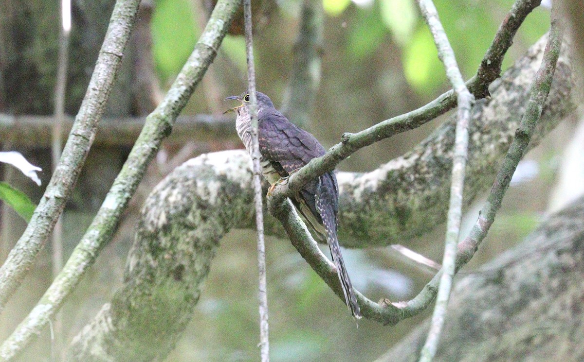 Dusky Long-tailed Cuckoo - ML462829921