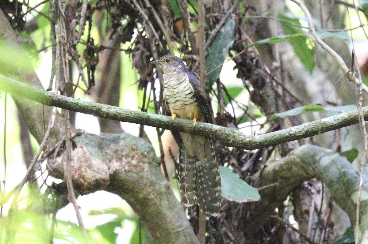 Dusky Long-tailed Cuckoo - ML462829941