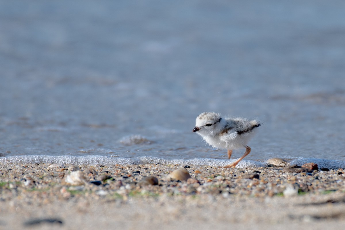 Piping Plover - ML462831821