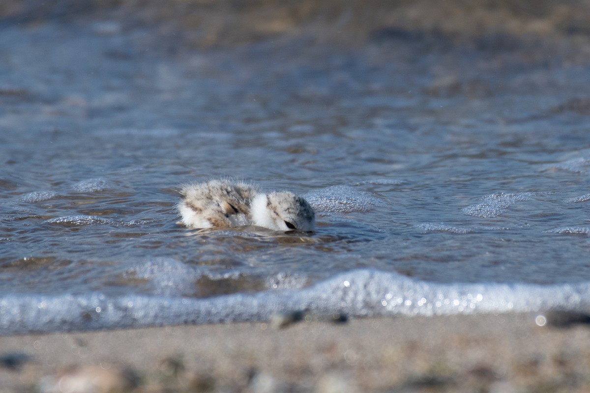 Piping Plover - ML462831831