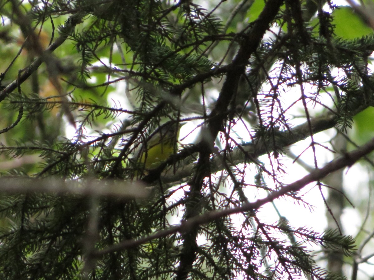 Canada Warbler - ML462836411
