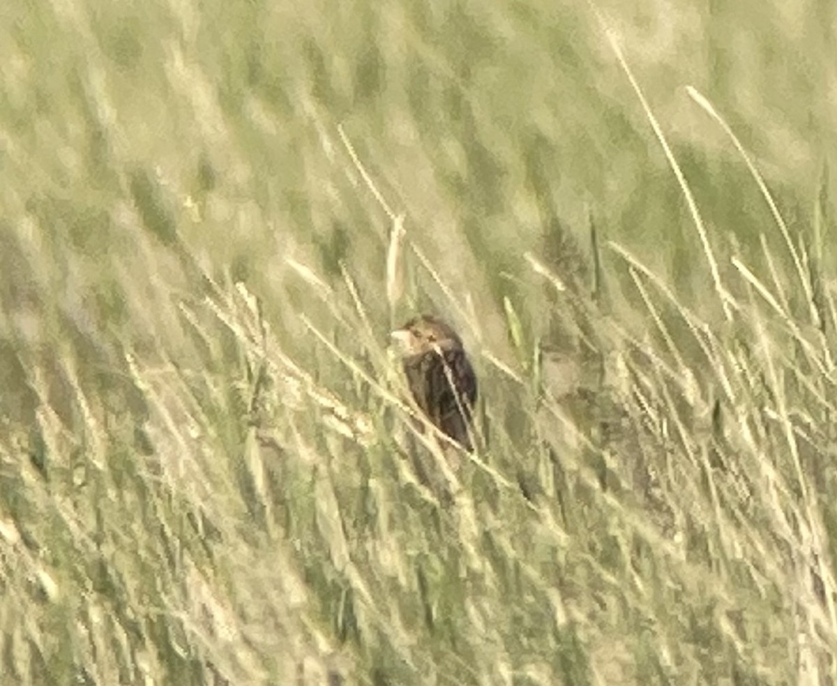 Baird's Sparrow - ML462842891