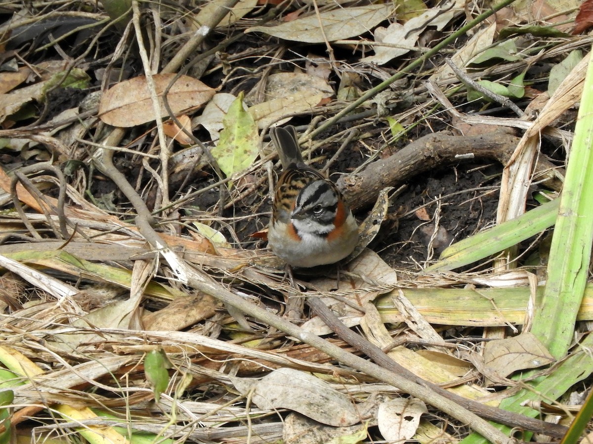 Rufous-collared Sparrow - ML462843921