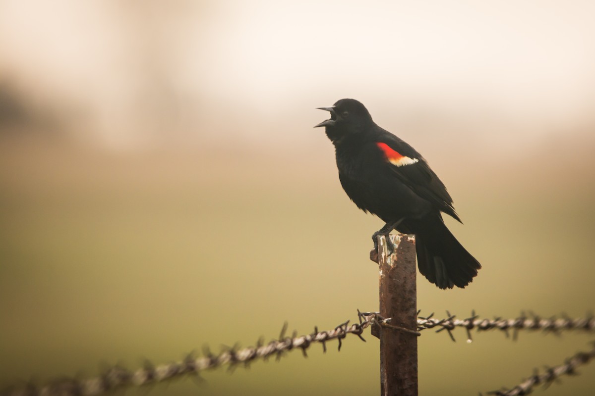 Red-winged Blackbird - Tyler Ficker