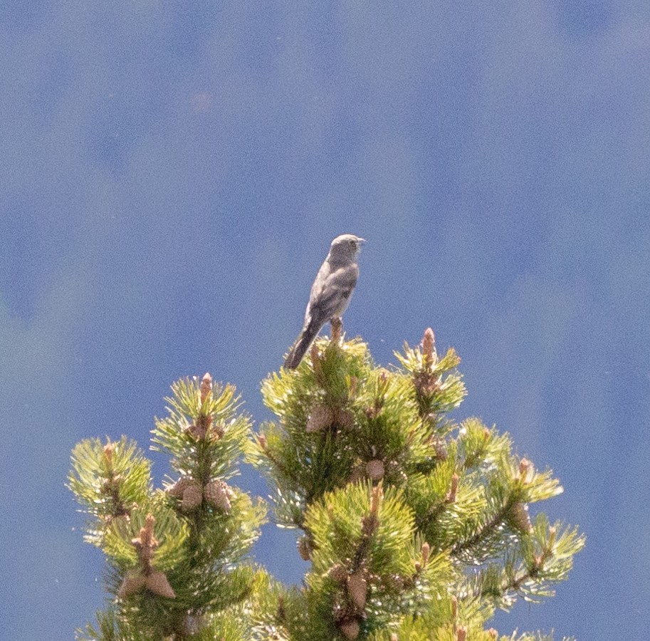 Townsend's Solitaire - ML462852121