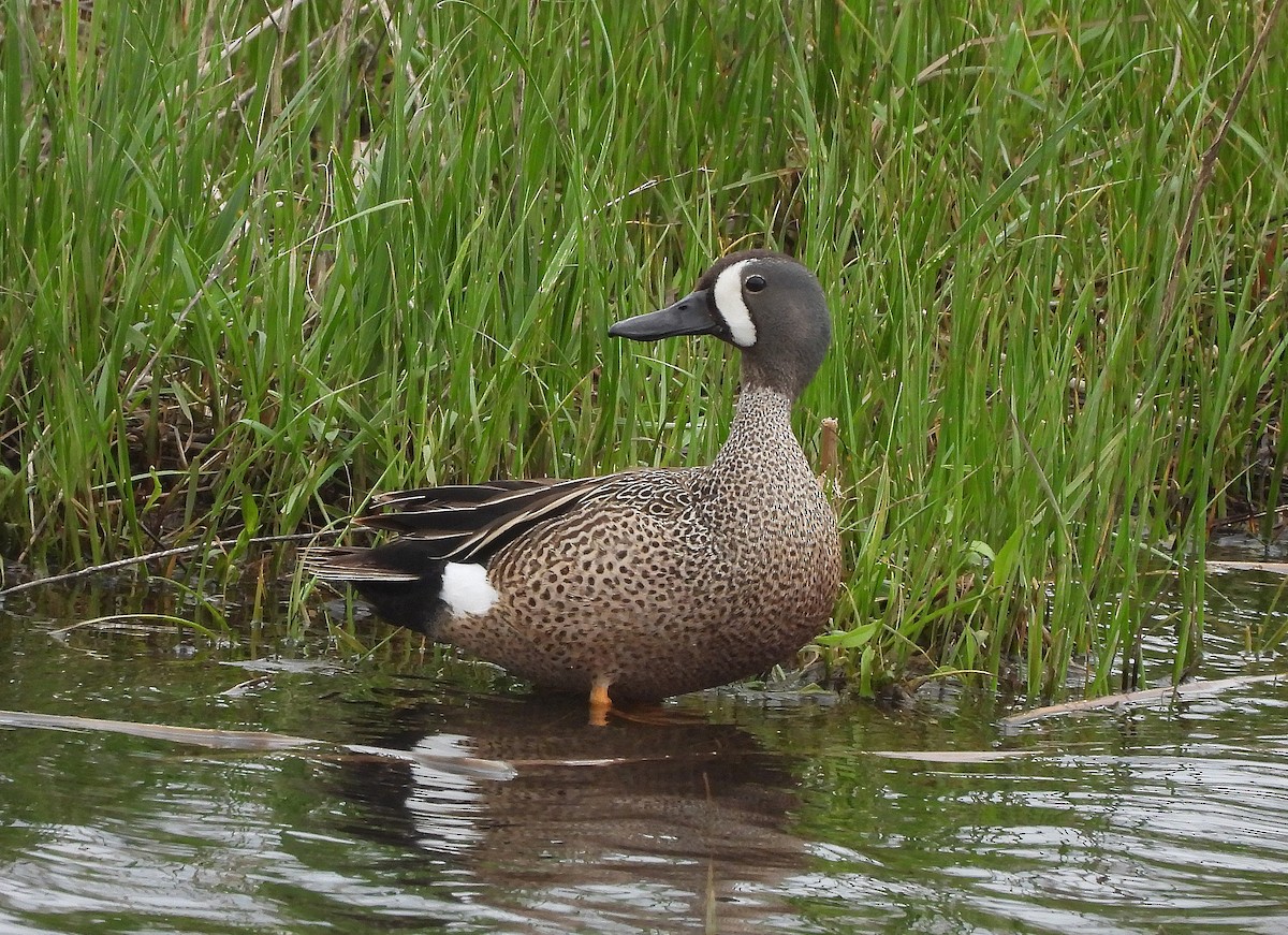 Blue-winged Teal - ML462852801