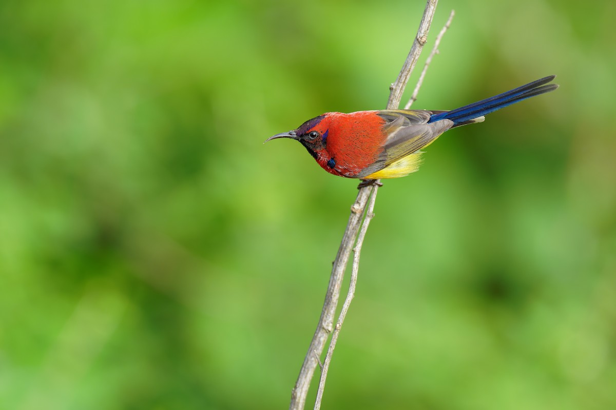 Mrs. Gould's Sunbird (Scarlet-breasted) - ML462870531