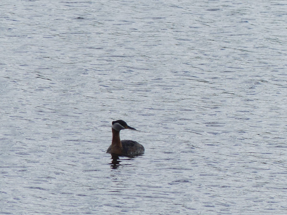 Red-necked Grebe - ML462870641