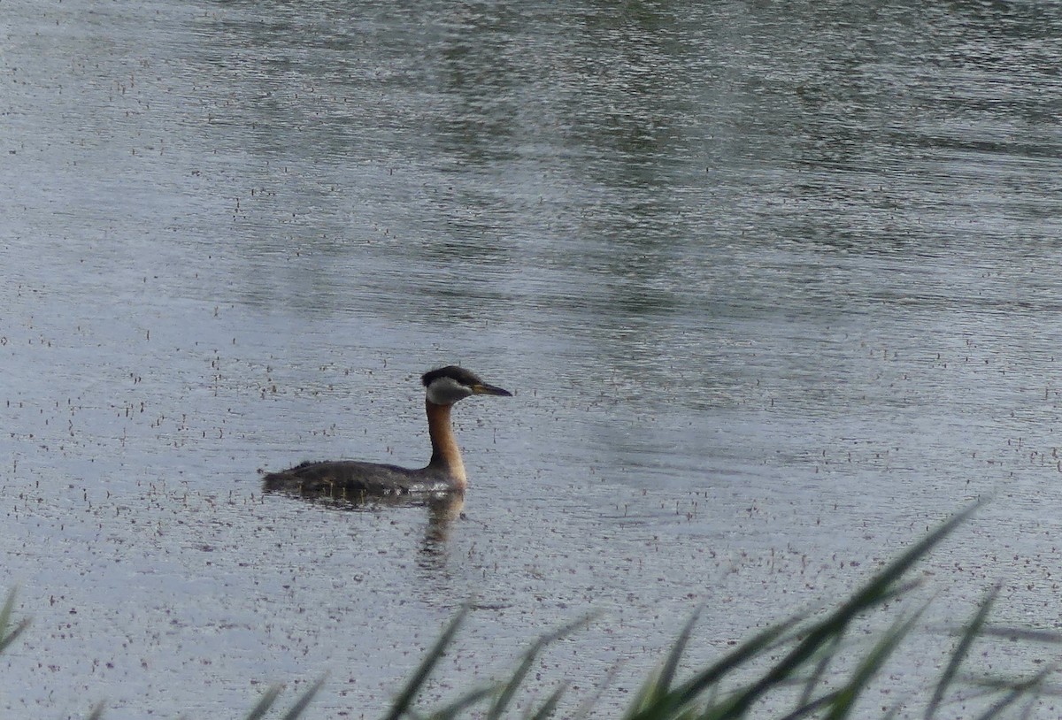 Red-necked Grebe - ML462870791