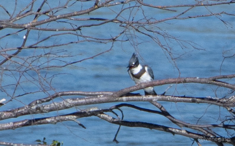 Belted Kingfisher - ML462870801