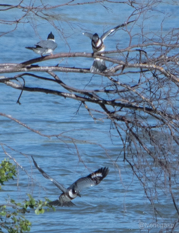 Belted Kingfisher - ML462870811