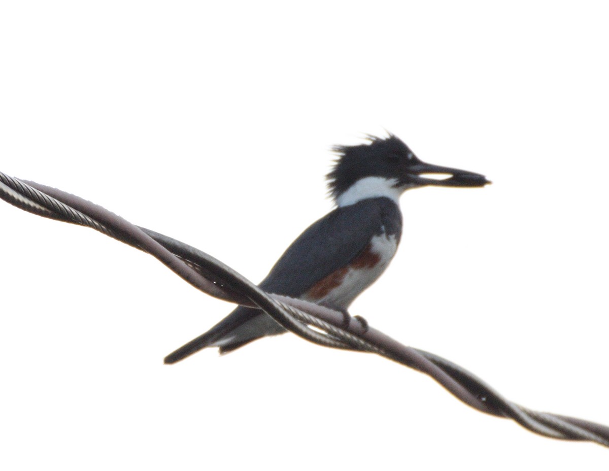 Belted Kingfisher - ML462871231