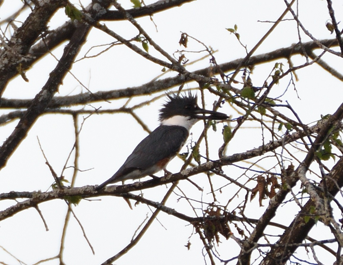 Belted Kingfisher - ML462871241