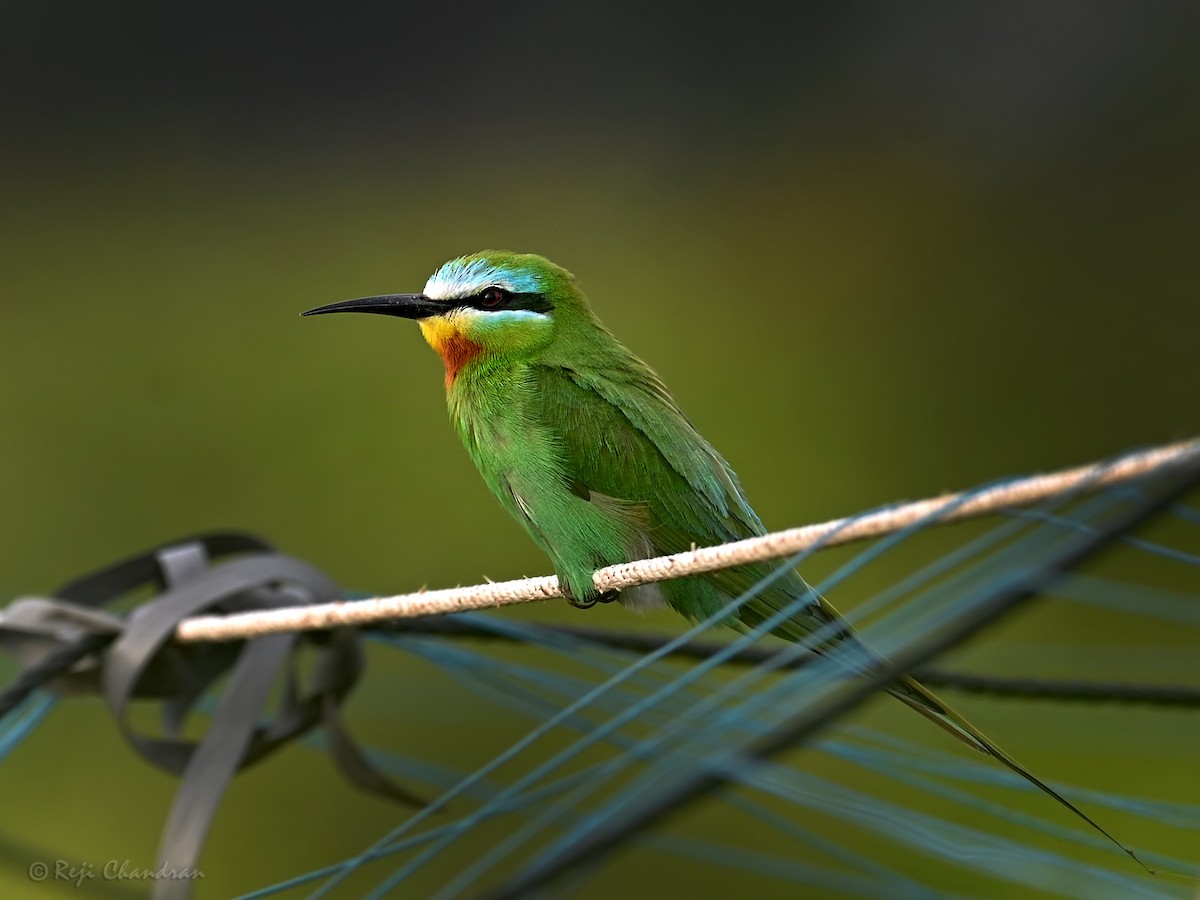 Blue-cheeked Bee-eater - ML462871871