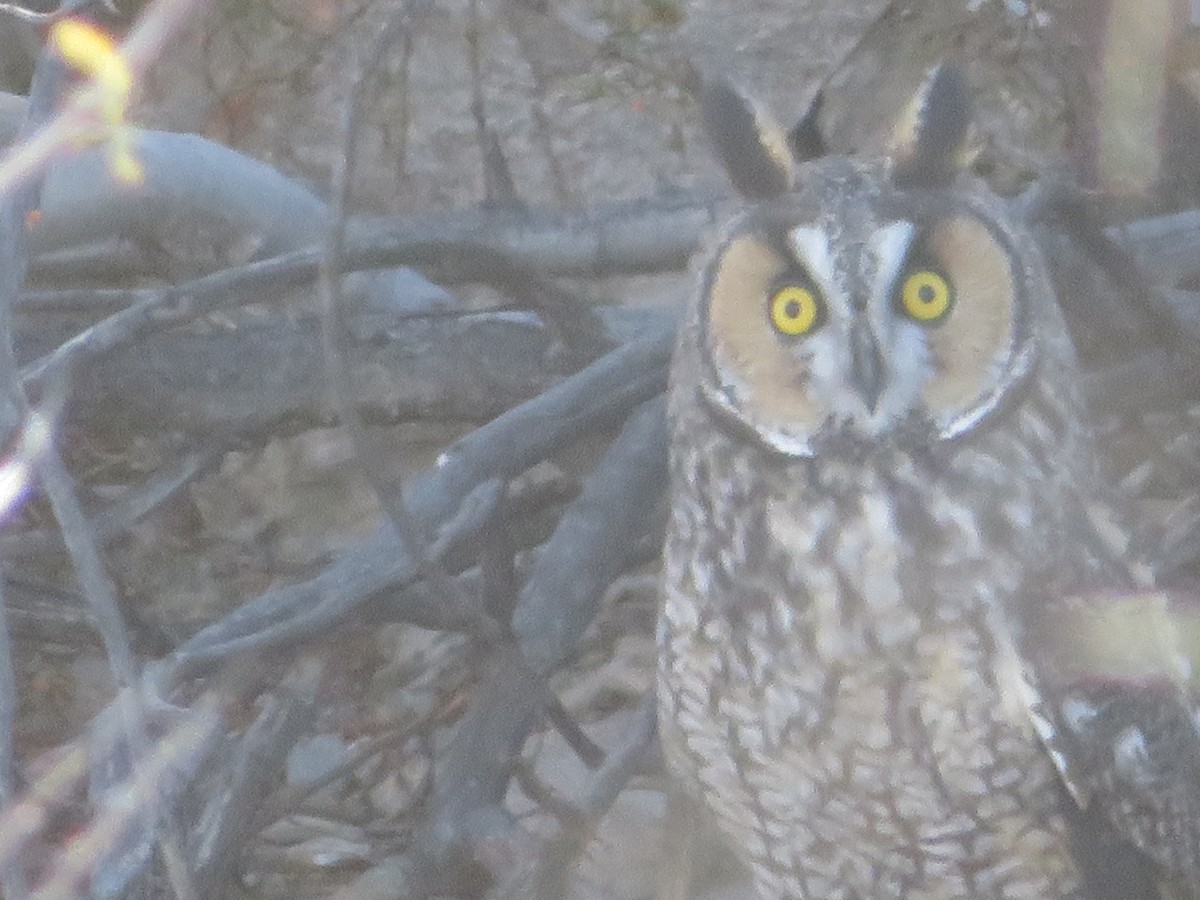 Long-eared Owl - ML462873531