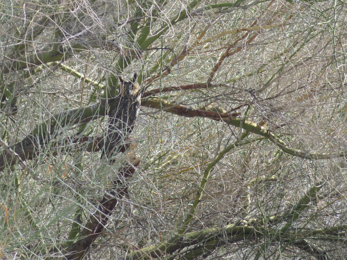 Long-eared Owl - ML462873561