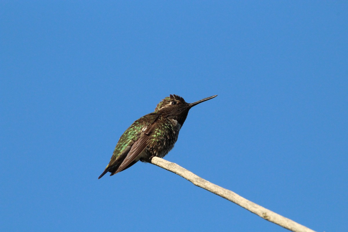 Anna's Hummingbird - ML462873601