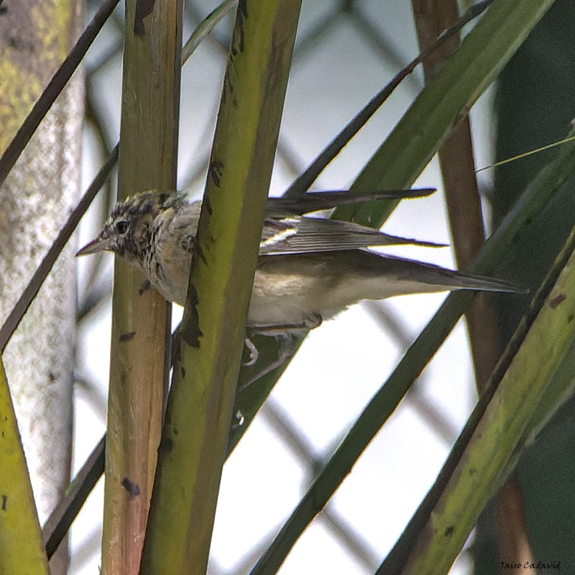 Bay-breasted Warbler - ML462873811