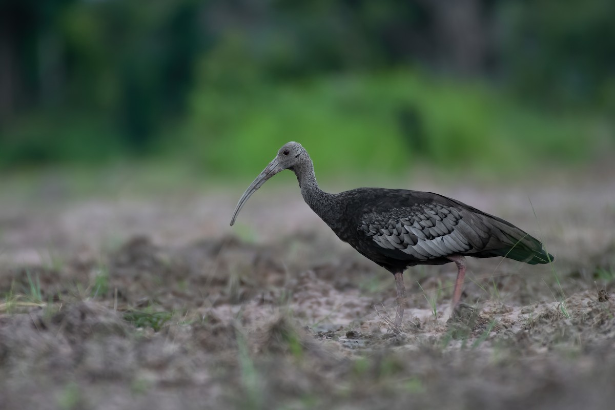 ibis obrovský - ML462880581