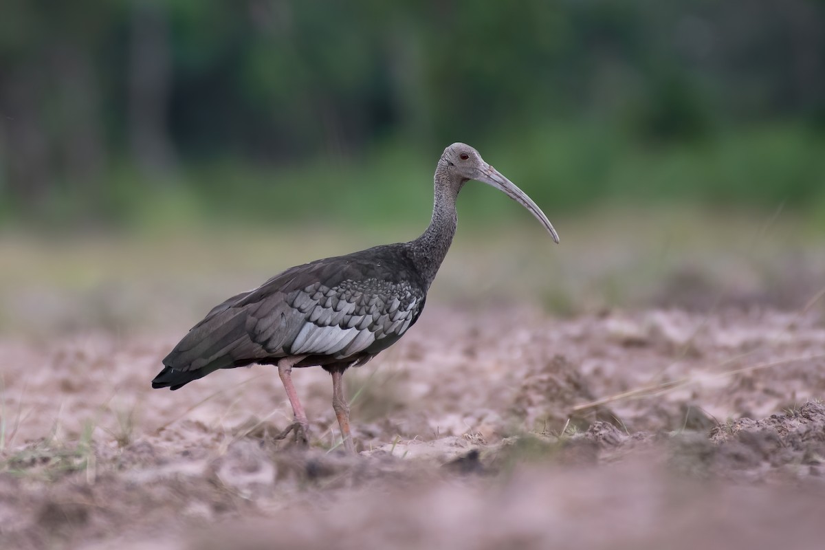 ibis obrovský - ML462880601