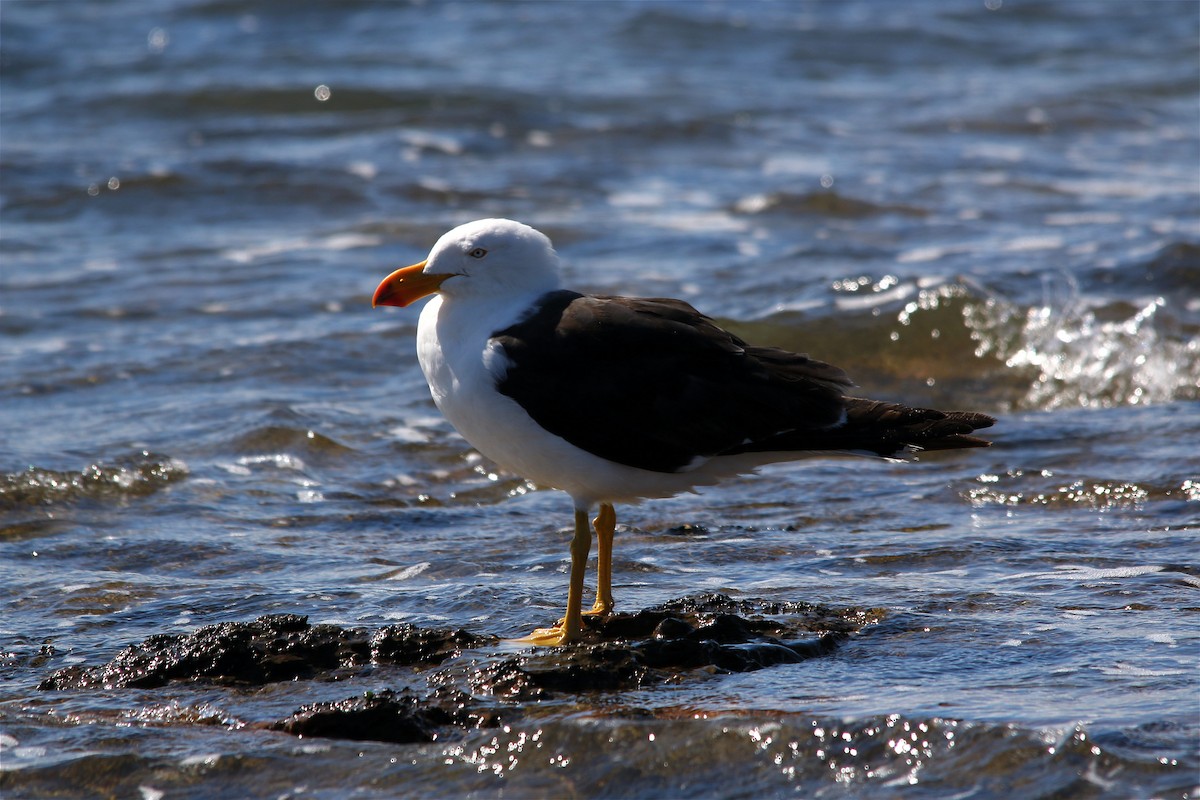 Pacific Gull - Alan Atkinson
