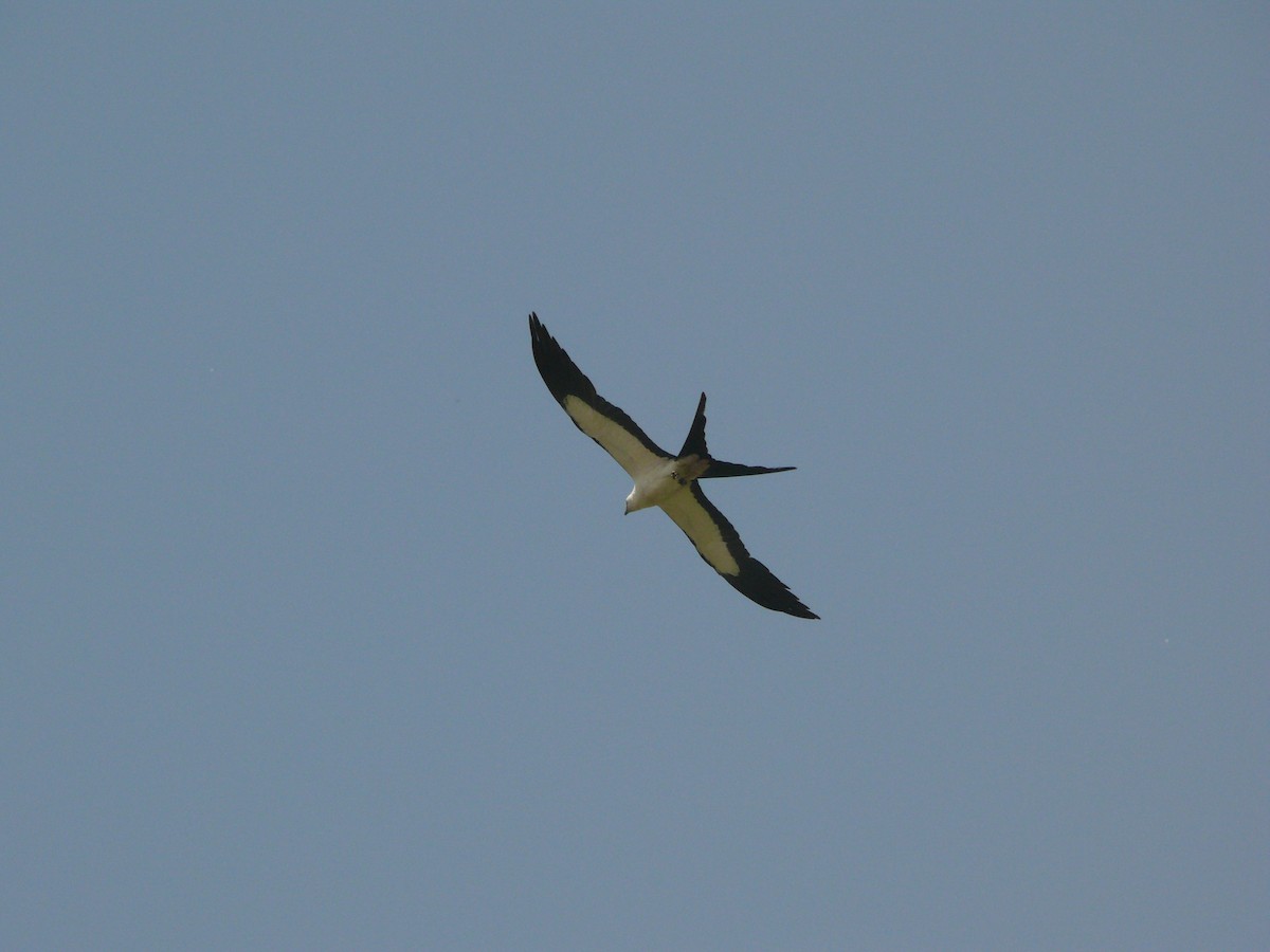 Swallow-tailed Kite - ML462888401