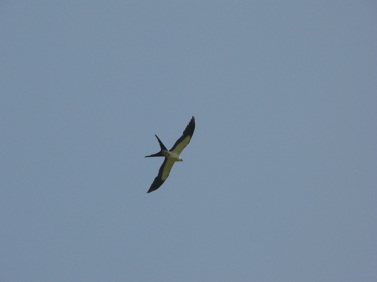 Swallow-tailed Kite - ML462888441