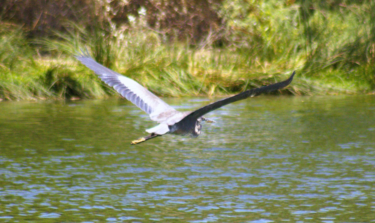 Ebird Checklist Jun Veterans Oasis Park Species