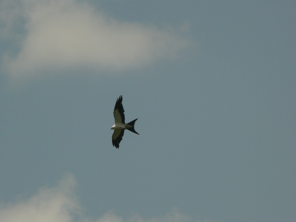 Swallow-tailed Kite - ML462888571