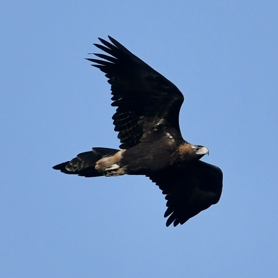 Wedge-tailed Eagle - ML462890001