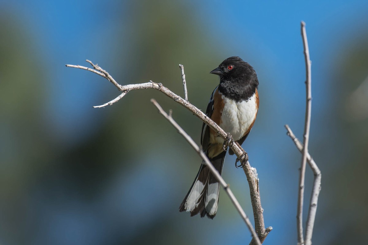 Spotted Towhee - ML462891181