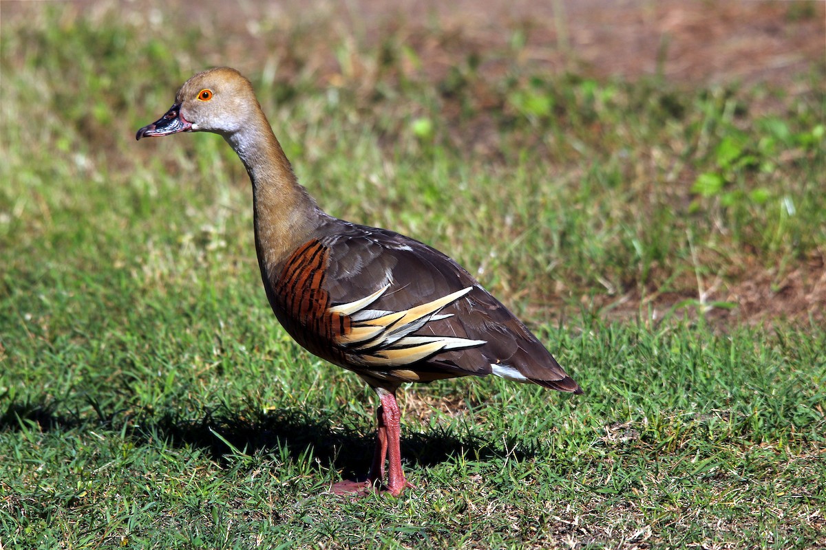 Plumed Whistling-Duck - Alan Atkinson