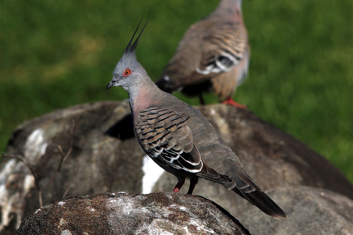 Crested Pigeon - ML462892321