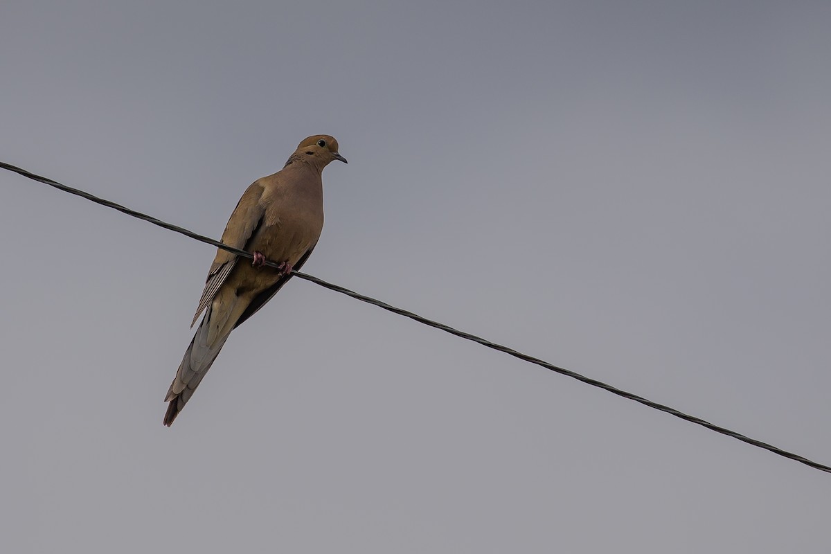 Mourning Dove - A & C Tennant