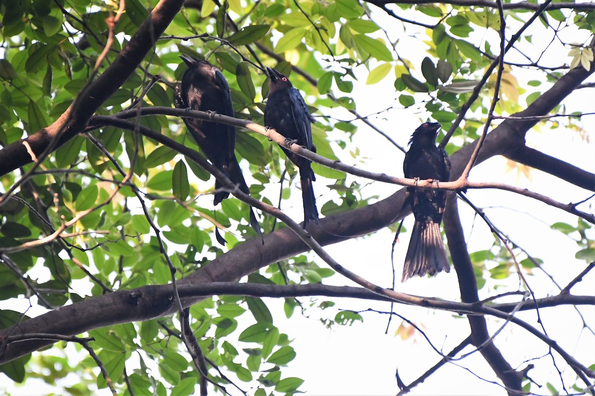 Greater Racket-tailed Drongo - ML462893371