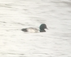 Greater Scaup - David Nickerson