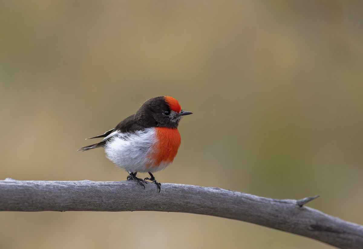 Red-capped Robin - ML462898071