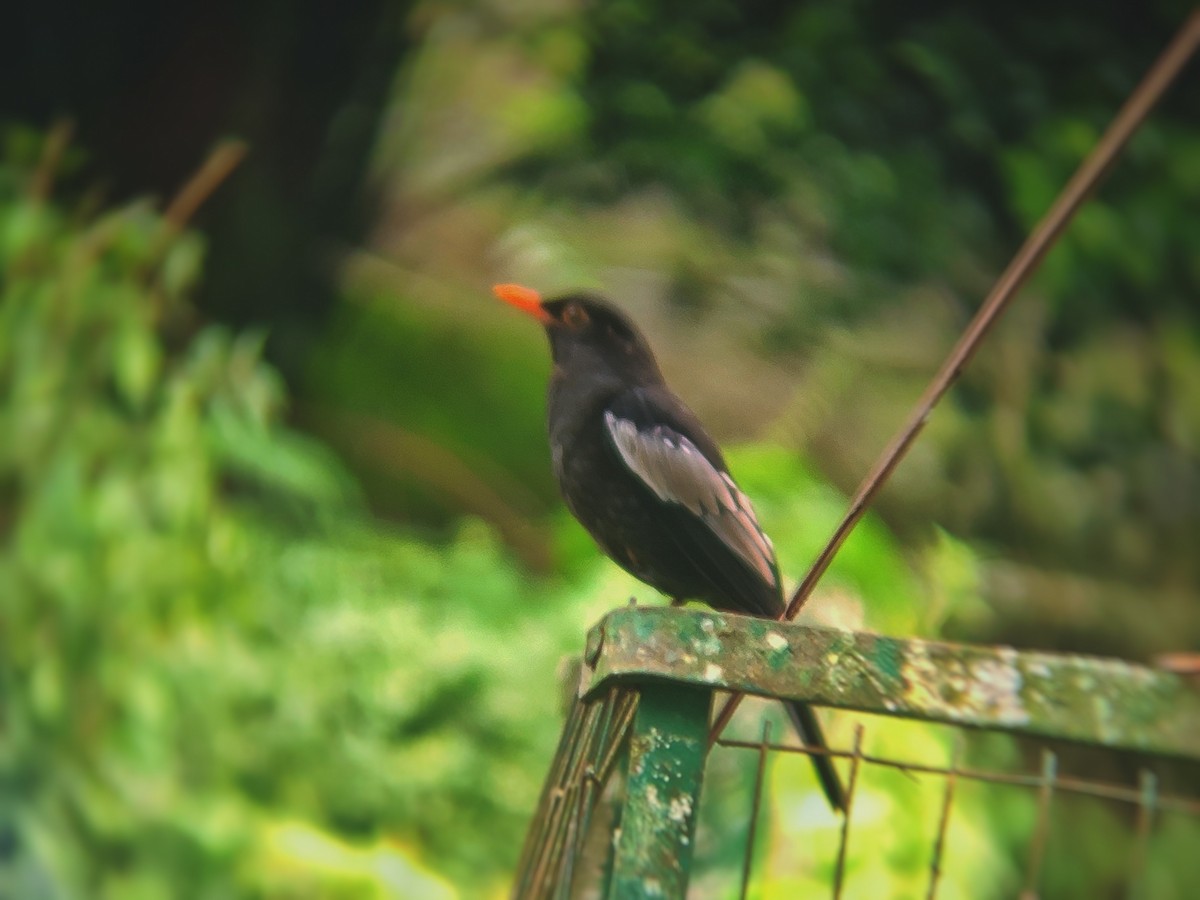 Gray-winged Blackbird - Mehfooz .