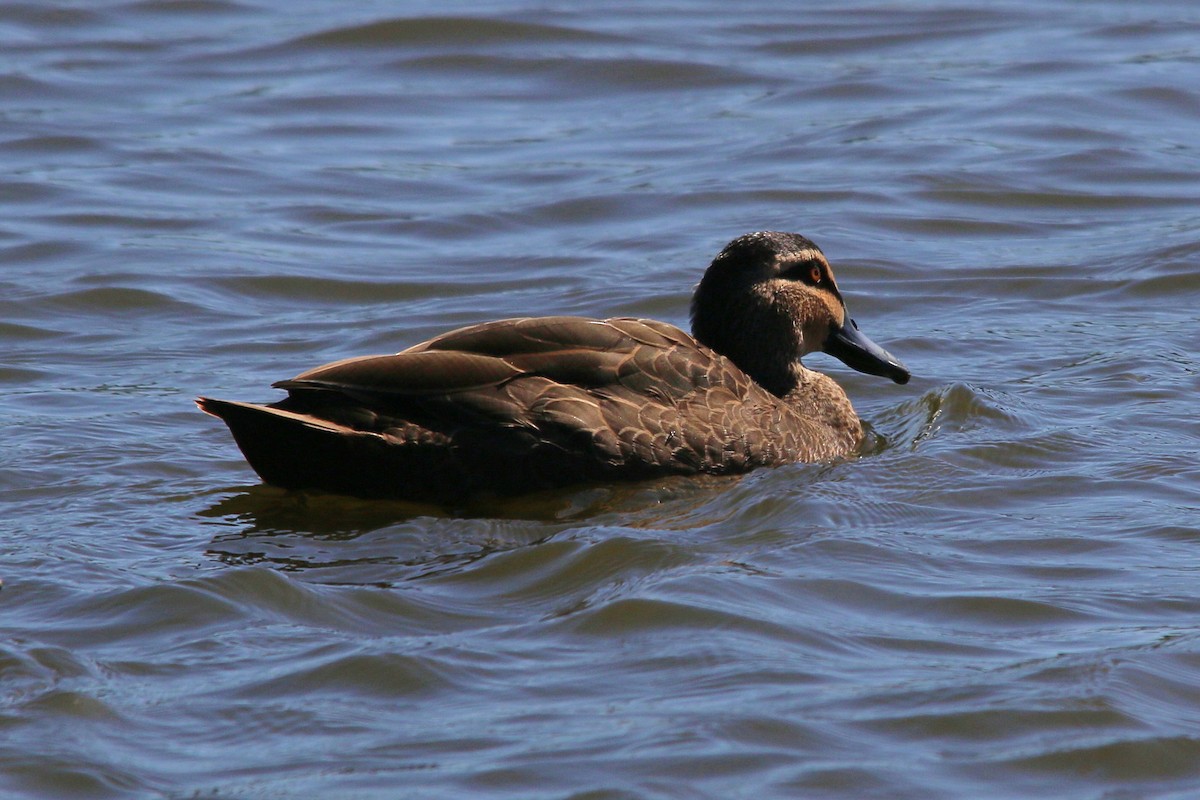 Pacific Black Duck - Alan Atkinson