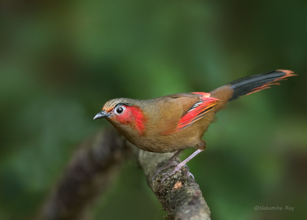 Red-faced Liocichla - ML462908621