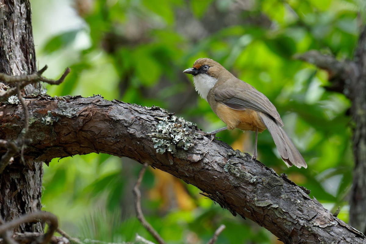 White-throated Laughingthrush - Vincent Wang