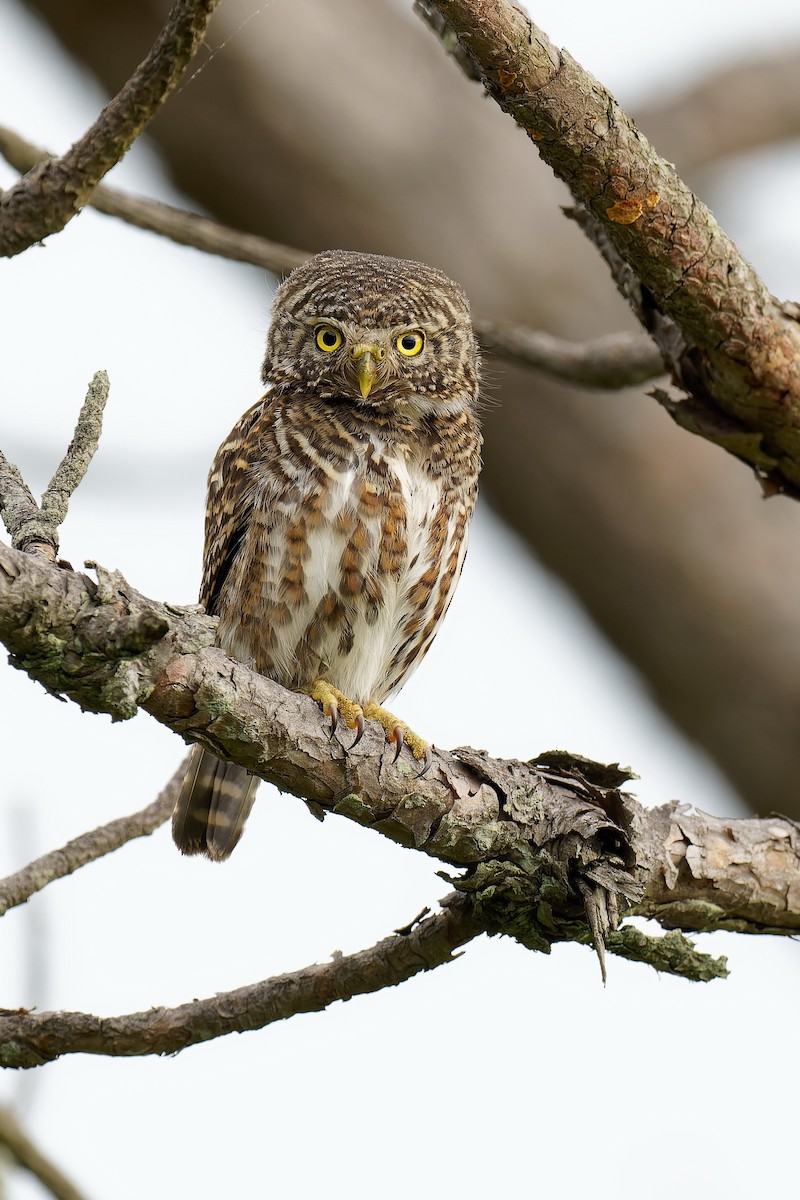 Collared Owlet - ML462912641